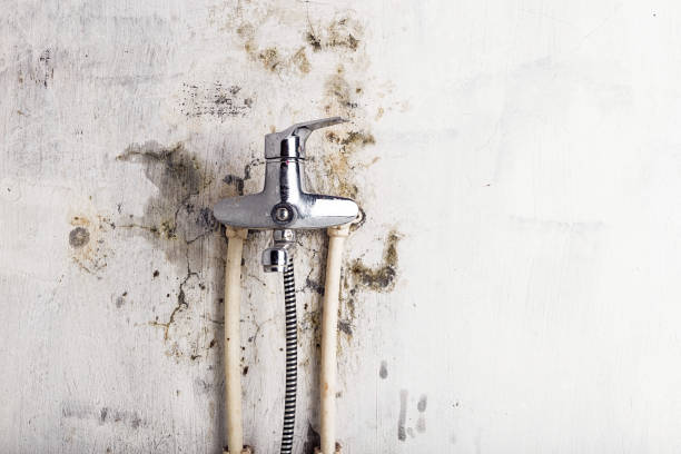 Best Same-Day Mold Removal  in Caruthersville, MO