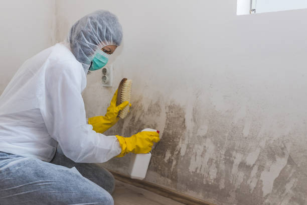 Mold Testing and Removal in Caruthersville, MO