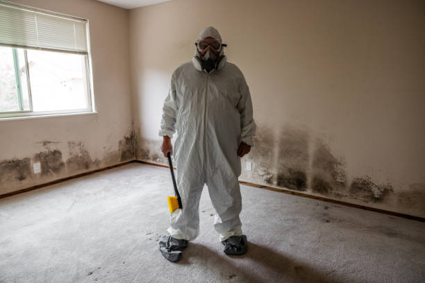 Best Certified Mold Removal  in Caruthersville, MO