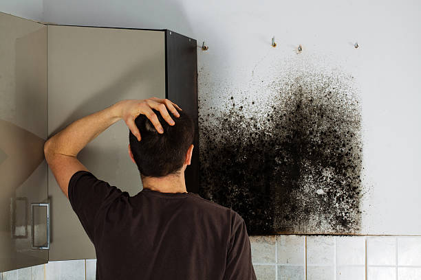 Best Home Mold Removal  in Caruthersville, MO