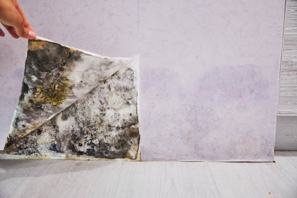 Office Mold Removal Services in Caruthersville, MO